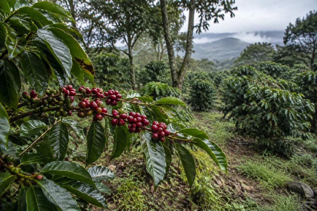 What Is Organic Coffee? A complete guide